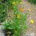 Goudsbloem (Calendula officinalis) zaden
