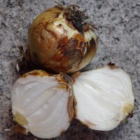 Prairielelie/ Camas (Camassia quamash) zaden