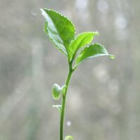 Thee (Camellia sinensis) zaden