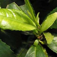 Thee (Camellia sinensis) zaden