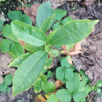 Thee (Camellia sinensis) zaden
