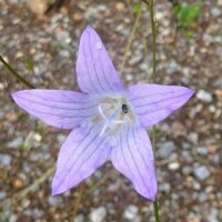 Rapunzelklokje (Campanula rapunculus) zaden