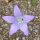 Rapunzelklokje (Campanula rapunculus) zaden