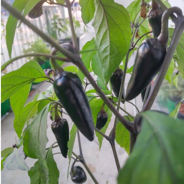 Chilipeper Mulato Isleno (Capsicum annuum) zaden