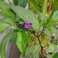 Chilipeper Mulato Isleno (Capsicum annuum) zaden