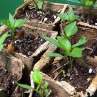 Chilipeper Mulato Isleno (Capsicum annuum) zaden