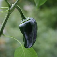 Chilipeper Mulato Isleno (Capsicum annuum) zaden
