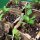 Chilipeper Mulato Isleno (Capsicum annuum) zaden