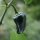 Chilipeper Mulato Isleno (Capsicum annuum) zaden