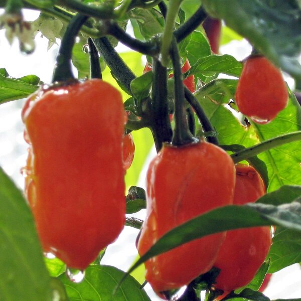 Chilipeper Habanero (Capsicum chinense) zaden