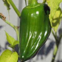 Chilipeper Habanero (Capsicum chinense) zaden