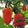 Chilipeper Habanero (Capsicum chinense) zaden
