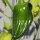 Chilipeper Habanero (Capsicum chinense) zaden