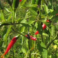 Chilipeper Tabasco (Capsicum frutescens) zaden