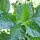Chilipeper Tabasco (Capsicum frutescens) zaden