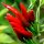 Thaise chilipeper Prik Kee Noo (Capsicum frutescens) zaden
