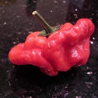 Chilipeper Mini Bonnet (Capsicum baccatum) zaden