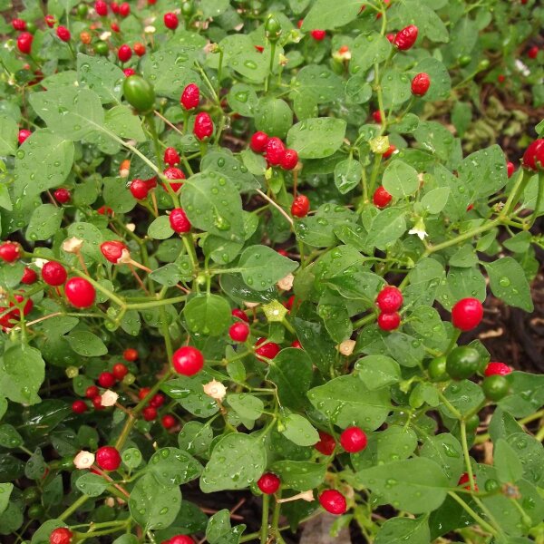 Tepin / Chiltepin (Capsicum glabriusculum) zaden