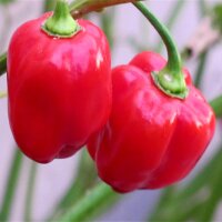 Caribbean Red Habanero (Capsicum chinense) Chilipeper zaden