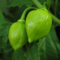 Caribbean Red Habanero (Capsicum chinense) chilipeper zaden