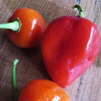 Caribbean Red Habanero (Capsicum chinense) chilipeper zaden