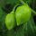 Caribbean Red Habanero (Capsicum chinense) Chilipeper zaden