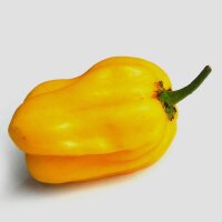 Habanero chilipeper Ají Umba (Capsicum chinense)...