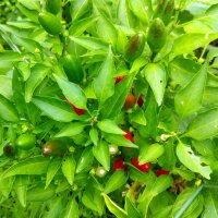 Siberische huispaprika (Capsicum annuum) zaden