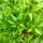 Siberische huispaprika (Capsicum annuum) zaden
