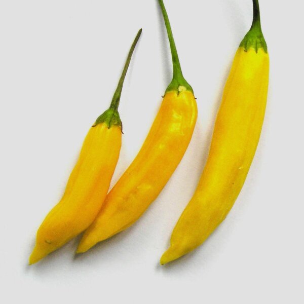 Ají limón chilipeper Lemon Drop (Capsicum baccatum) zaden
