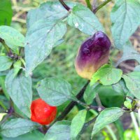 Chilipeper Numex Twilight (Capsicum frutescens) zaden