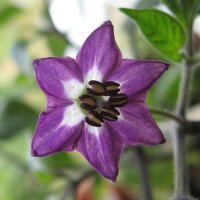 Boomchilipeper Rocoto (Capsicum pubescens) zaden