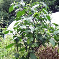 Boomchilipeper Rocoto (Capsicum pubescens) zaden