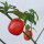 Boomchilipeper Rocoto (Capsicum pubescens) zaden