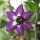 Boomchilipeper Rocoto (Capsicum pubescens) zaden