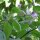 Boomchilipeper Rocoto (Capsicum pubescens) zaden
