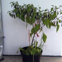 Chilipeper Pasilla (Capsicum annuum) zaden