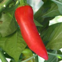 Chilipeper Hungarian Hot Wax (Capsicum annuum) bio zaad