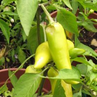 Chilipeper Hungarian Hot Wax (Capsicum annuum) bio zaad