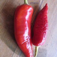 Chilipeper Hungarian Hot Wax (Capsicum annuum) bio zaad
