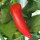 Chilipeper Hungarian Hot Wax (Capsicum annuum) bio zaad