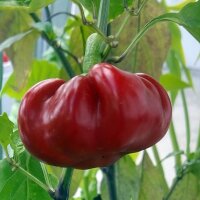 Tomatenpaprika / appelpaprika (Capsicum annuum) bio zaad