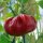 Tomatenpaprika / appelpaprika (Capsicum annuum) bio zaad