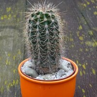 Saguaro cactus (Carnegiea gigantea) zaden