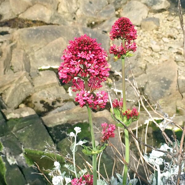 Spoorbloem (Centranthus ruber) zaden