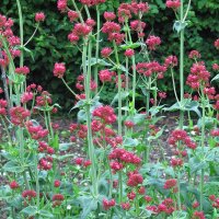 Spoorbloem (Centranthus ruber) zaden