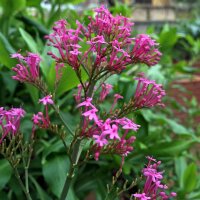 Spoorbloem (Centranthus ruber) zaden