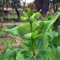 Spoorbloem (Centranthus ruber) zaden