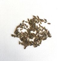 Spoorbloem (Centranthus ruber) zaden