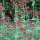 Spoorbloem (Centranthus ruber) zaden